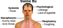 Каковы первые симптомы заражения «свиным гриппом»?