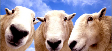 Коз и овец, зараженных "козьим гриппом", будут уничтожать