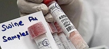 Украинцев обнадежили: свиной грипп еще не успел мутировать