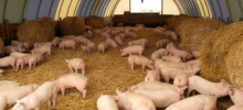 Россельхознадзор обнаружил свиной грипп у стада свиней