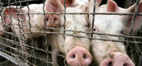В Литве свиным гриппом больны уже 12 человек