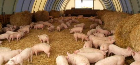 В Германии гриппом А/H1N1 впервые заболела свинья