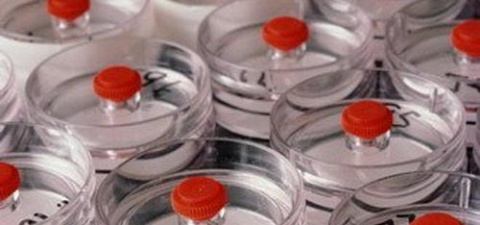 Прививать жителей Беларуси от свиного гриппа планируют "живой" российской вакциной