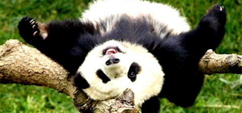 В Китае панд сажают на карантин, чтобы оградить от свиного гриппа